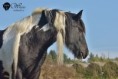 /album/doudleby-10-10-2022/dsc-0115-jpg/